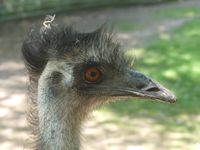 Emu Kopf 1